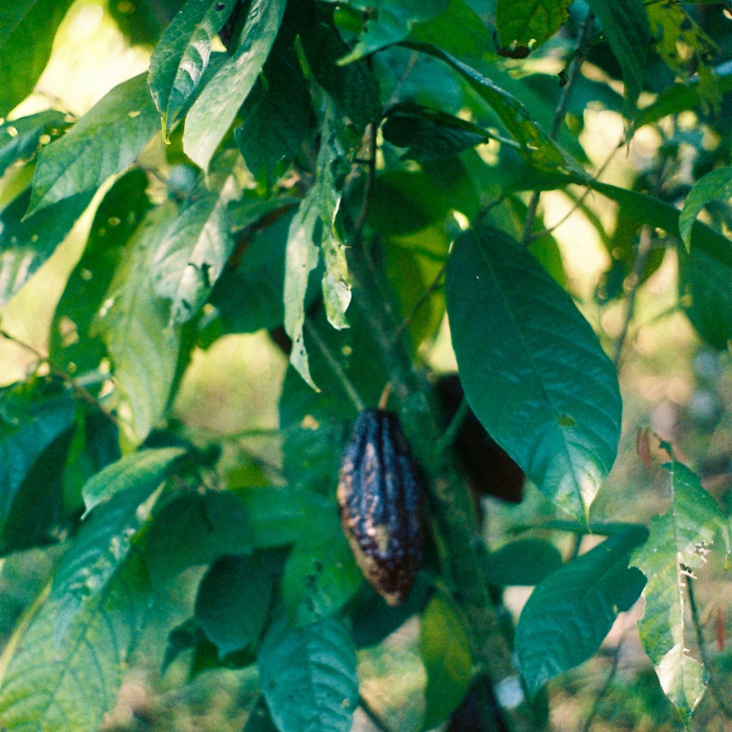 cacao essential oil - alchemy of the heart